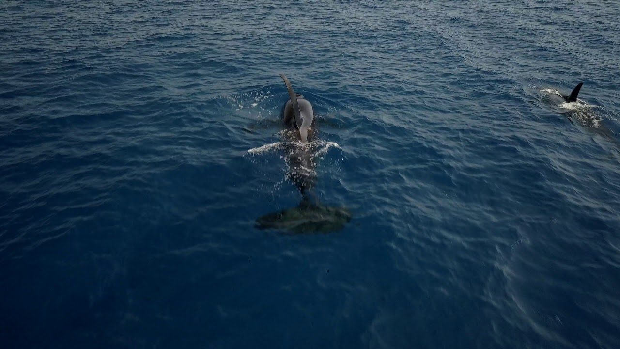 Yacht film